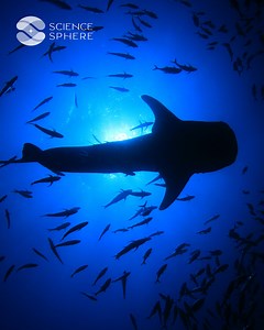 4.5K views · 37 reactions | How whales avoid cancer despite having a higher probability of developing it #cancer #nature #sealife #sea | Science Sphere | Facebook