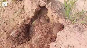 4.2K views · 151 reactions | grey francolin birds voice and breeding season,tetar madi ki masti #birds #francolin #partridge #desiteetar #iraniteetar #dakhniteetar | Teetar Francolin bird | Facebook