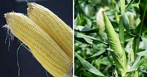 What is the difference between corn and maize? [2025] | QAQooking.wiki