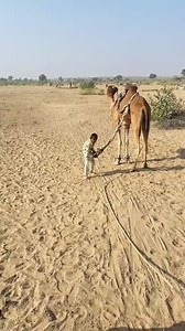 #foryoupage #pyarapunjab #StarsEverywhere #CamellaHomes #desertlife #desart | Piyara Punjab پیارا پنجاب