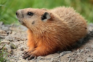 Quelle est la difference entre gopher et groundhog - Nouvelles 2026
