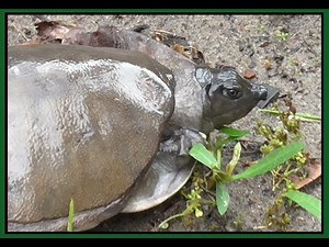 Saving Indian Flapshell Turtle || Rescue Turtle || Saving Softshell Turtle || #FissionCreations