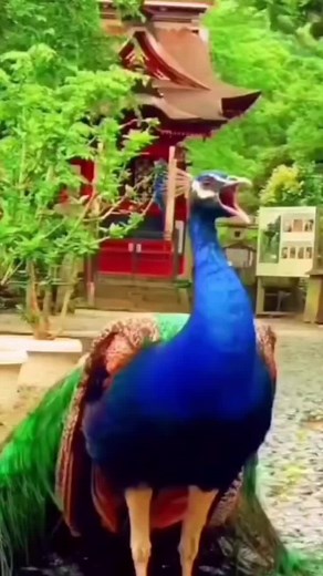 Stunning Peacock Clips in Beautiful Outdoor Settings