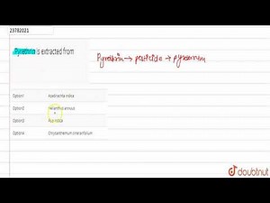 Pyrethrin is extracted from