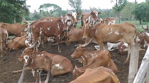Land Fertility Cows |Karnataka Desi Breed Cow Bargur | My Nature India Foundation