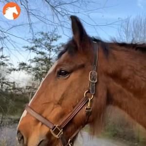 2.2K views · 29 reactions | Wendy's Essential Tips for Horseowners! Do your horses lead together in pairs or even more? While you may not have to do this daily, you may need this in an emergency! | Murdoch Method | Facebook