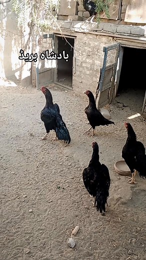 2.9K views · 157 reactions | Badshah breed #poultryfarming #aseellovers #birds #aseelmurga | Heera Aseel | Facebook