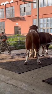 Secret of Successful COW MATING #cow #cows #cowsofinstagram #farm #cattle #farmlife #animals #calf #milk #cowstagram #farming #nature #animal #cowgirl #cowsmakemehappy #love #dairy #highlandcow #moo #farmer #happycows #cowsofig #bull #cowlove #agriculture #cowlover #cowsarecool #dairyfarm #photography #babycow | Animalsgo
