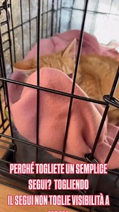 C’è gente che toglie il segui a questa pagina, e ogni volta mi provoca dolore, dispiacere… e una piccola sensazione di sconfitta. Questa pagina è nata per aiutare gli animali, per dare voce a chi non ce l’ha, e invece di diminuire, dovremmo crescere, insieme, giorno dopo giorno. Allora… perché togliere un segui? Ogni segui in più è una possibilità in più per loro, un piccolo gesto che può davvero fare la differenza. | Lara Procaccianti