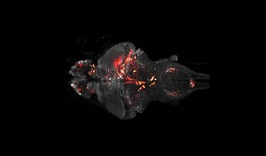 Flashing fish brains filmed in action - Nature