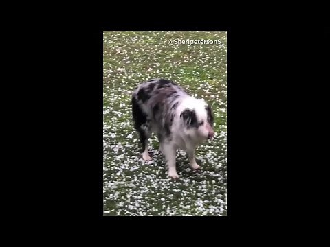 TX Dog Eating Golf Ball-Sized Hail