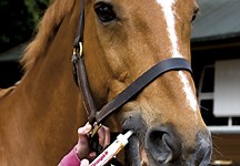 Worming a mare and foal - Horse & Hound