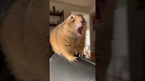Showing Off Those Playful Prairie Dog Butt Cheeks