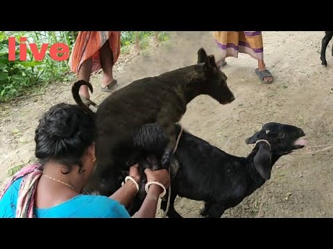 Super murrah and dog live meeting and breeding
