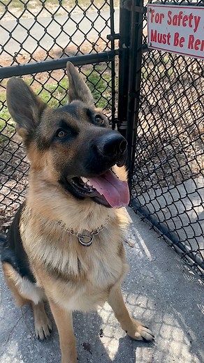 Always In the Mood ⚾️#germanshepherd #happydog #FETCH | Fran Rafferty