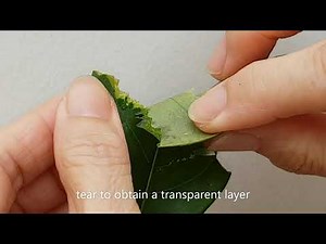 How to prepare slides for viewing guard cells or stomata