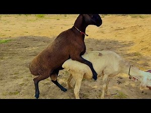 Male and Female Sheep Mating | Natural Breeding Process"