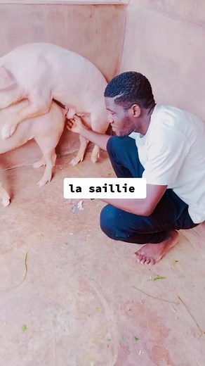 l'accouplement chez les porcs ( la saillie)💉