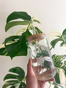 Variegated Plant Jungle Cups (color-changing) Can-shaped Glass, Iced Coffee Glass, Smoothies Cup - Personalization Available - Etsy