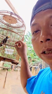 Pokognya 2 hari tak poniss dah por total | Nikco Merasi