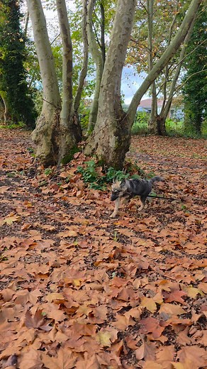 15K views · 116 reactions | Les humains de Baïa, Isis et Arrow ont de...