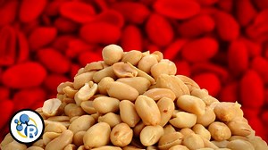 For the past couple decades, peanut allergies have been on the rise in the United States, and scientists recently may have found out the reason why. | Reactions