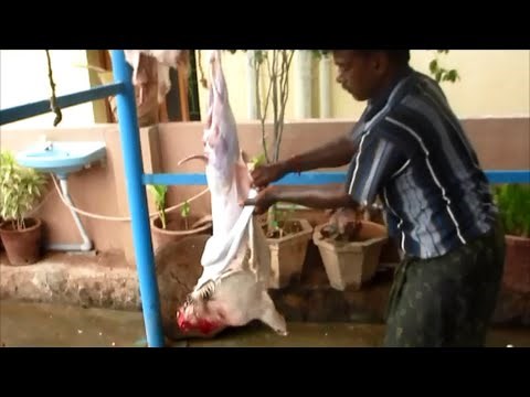 slaughtering of Goat