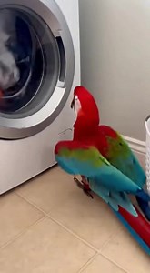 35K views · 204 reactions | Parrot's Hypnotic Laundry Stare This parrot is captivated by the washing machine's spin! #fblifestyle #AI Generated using Kling AI . . . (For entertainment purposes only. Consult professionals if guidance on activities is presented. No brand affiliation is implied if any are shown. If inspired by true events, creative adaptations may be included. Content may include public footage.) | Fabiosa Fitness | Facebook