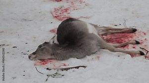 The killed deer lies in the snow with blood. The wild animal was hunted. Deer shot while hunting. The carcass of a dead deer bleeding on the ground in the forest. Deer hunting in winter