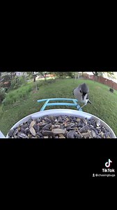 1.3K views · 95 reactions | Surprised raccoon is surprised. | Chasing Bugs with Danae Wolfe | Facebook