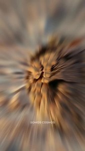 El pájaro que funciona literalmente como una esponja viviente. | Somos Cosmos