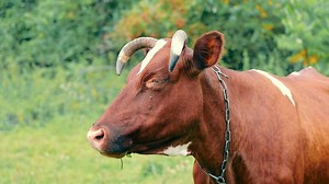 Close-up of a cow eating grass. Flies sitting on a cow's head.