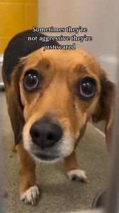 11K views · 731 reactions | She doesn’t have a name yet but I call her Lucy 勺 Tomorrow she gets pulled into rescue thankfully where hopefully she will find her forever home soon! if you’re interested in adopting her, the rescue is UAAF you can get in contact with. •⁣⁣⁣⁣⁣⁣⁣⁣⁣⁣⁣⁣⁣⁣⁣⁣⁣⁣⁣⁣⁣⁣⁣⁣⁣⁣⁣⁣⁣⁣⁣⁣⁣⁣⁣⁣⁣⁣⁣⁣⁣⁣  @rosieandtheshelterpups #beagle | Beagle Lovers | Facebook