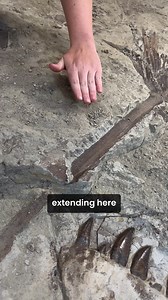 3.9K views · 66 reactions | Let's take a closer look at the palm frond #TeenRex preparators recently discovered in the Teen Rex jacket. dmns.mobi/teenrexdmns #fossilfriday #dmns | Denver Museum of Nature & Science | Facebook