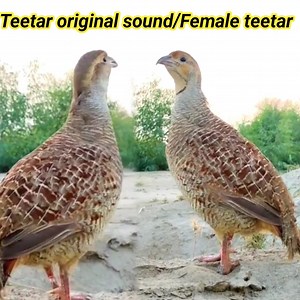 185K views · 10K reactions | Irani teetar voice compilation | teetar sound 列列 Teetar most beautiful and popular birds. | BIRD 24 | Facebook