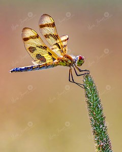 Dragonfly Macro Photography Print: Halloween Pennant Insect Close-up (digital Download - Etsy Canada