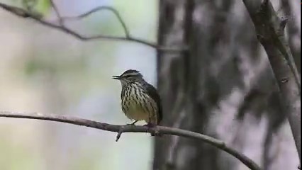 Good morning #Birds & #Nature! Northern Waterthrush (Parkesia noveboracensis) | BIRDS & Nature