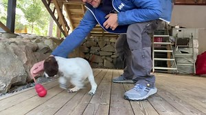 4.1K views · 227 reactions | We introduced a new toy for the puppies...