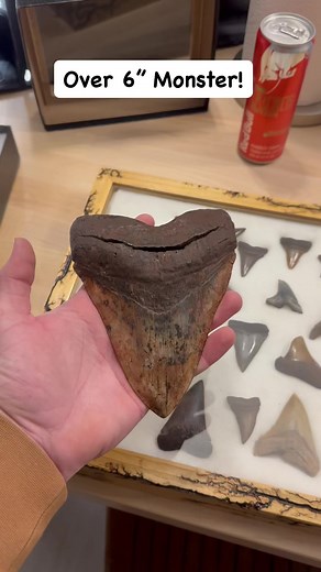 Check out this Massive Megalodon tooth that the Gone Diggin crew recovered! #fossil #tooth #megalodon #bones | Adventure Archaeology And Southern Diggers