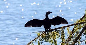 Hongerige aalscholver eet 25 koikarpers uit zwemvijver