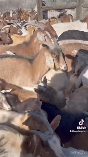 Clearing weeds amongst the native Chamisa in North Albuquerque Acres. #goats #goatscaping #goatgrazing #grazinggoats #contractgrazing #contractgoatgrazing #targetedgrazing #targetedgoatgrazing #grazingsystems #prescibedgrazing #prescribedgoatgrazing #systemsgrazing #rentagoat #yardmaintenance #weedremoval #firefuelreduction #brushremoval #thegoatguy #goatguy #newmexico #bosque #newmexico #cowboymax | Galloping Goat Pumpkin Patch