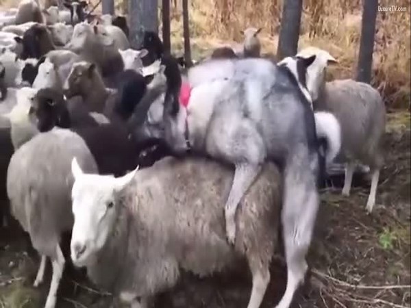 Good Boy Shepherd Fucks Sheep