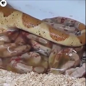 Wonderfully Snake Giving Birth Baby 😍🐍🐍 | Animal