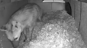 53 reactions | Enrichment can be work! Yesterday Zookeeper Jes set up the aardwolves winter den, filling it full of shavings. This helped facilitate the expression of their natural den building behavior. Keep watching for more sneak peek videos! | ZooWorld Panama City Beach | Facebook