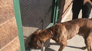 1.7K views · 102 reactions | Kuhuna is arriving from another province to have a torn cruciate repaired before looking for his forever home. | Boxer Rescue Ontario | Facebook