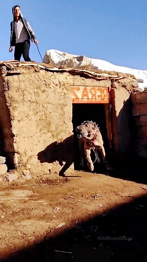 340K views · 3.9K reactions | 3 most deadliest dog breeds in the...