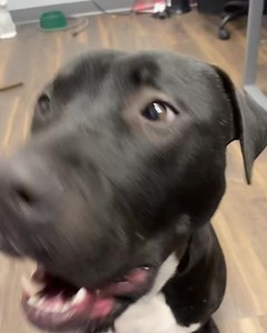 Meet Tugg - the pawfect companion you've been searching for! 🐶 Tugg is a 2-year-old bundle of joy who's stealing hearts left and right at our shelter. 🏡 He's the definition of the perfect dog - playful with other pups, adores kids, and loves everyone he meets! 🌟 This furry friend is not only house trained but also has a laid-back personality that makes him a volunteer and staff favorite. Tugg's only "flaw" is his sneaky talent as a counter surfer, but hey, we all have our quirks, right? 🙈 De