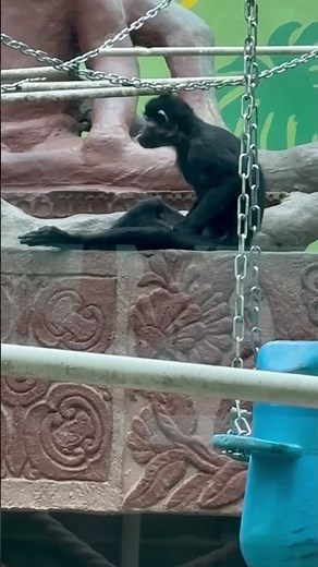 monkey Jerking off in zoo🙊 #animals #shorts