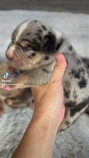 ONE week update of FANCY X GATES cubs 🦁 #LIONSONLY | Desmon Chatman