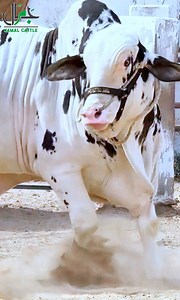 The Show Stopper bull from JCF, 🩷🩷 HUSN E JAMAL 🩷🩷 Big height , Unique Print & Massive Length…. (Different Class) 😍🤩 Ma Sha Allah !! Jamal Cattle Farm ❤️ | Cattle Craze.ρK